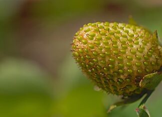 Czym jest dojrzałość umysłowa?